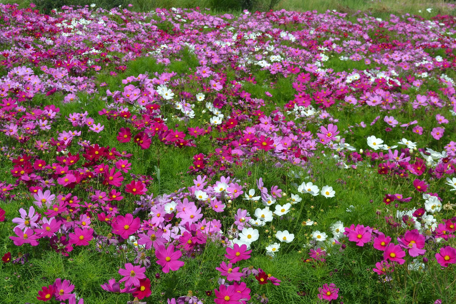 波斯菊花籽格桑花籽波斯菊花種格桑花種子