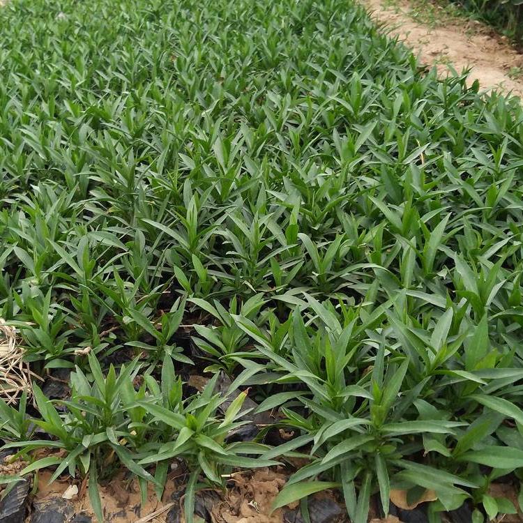 荷兰菊供应 中胜荷兰菊小苗基地出售