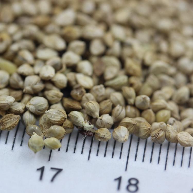 小米草种子厂家 养殖鱼虾小米草 苏丹草种子出售