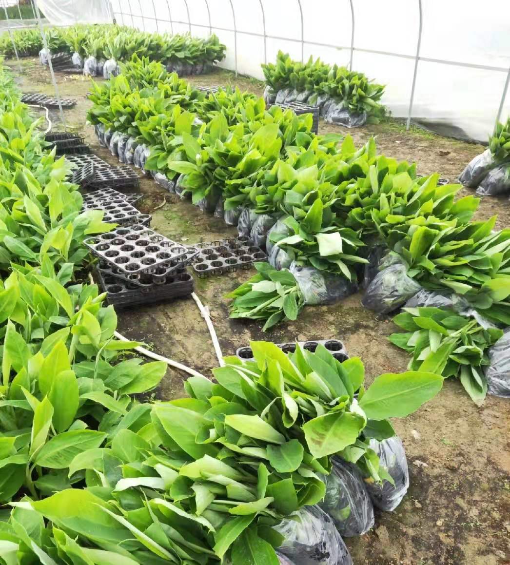 南宁香蕉苗批发市场广西农科院制种香蕉苗金粉1号蕉苗场地批发
