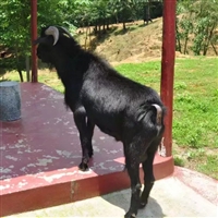 黑山羊疾病预防与治疗  黑山羊养殖，防疫与免疫