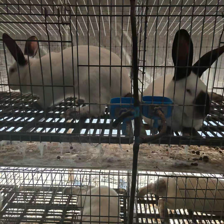 伊拉八点黑兔养殖基地 福农兔业 大型肉兔养殖场
