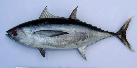 香港金枪鱼进口清关公司