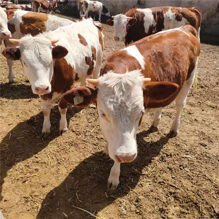 改良西门塔尔牛厂家 养殖西门塔尔牛为农牛业