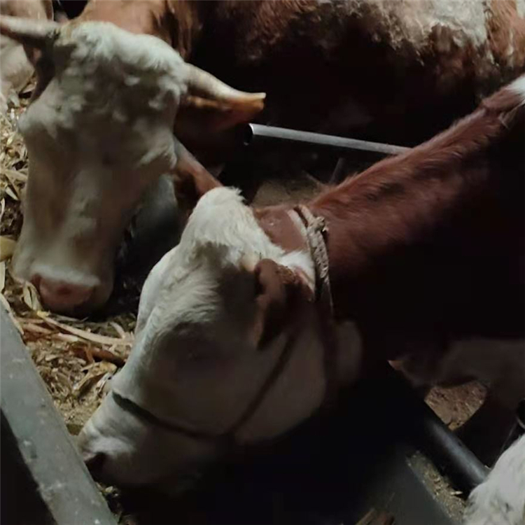 供应改良西门塔尔牛西门塔尔牛野牛为农牛业