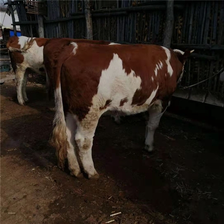 西門塔爾牛犢養殖  500斤西門塔爾牛全國發貨