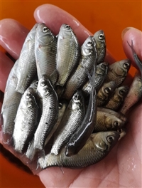 活体鲫鱼苗 鲫鱼苗市场 鲫鱼苗品种齐全 全国有货