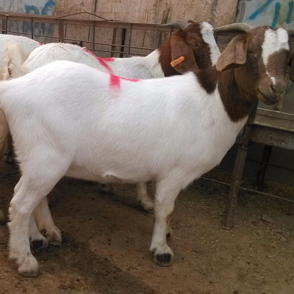 纯种波尔山羊种羊价格安徽地区波尔山羊养殖场