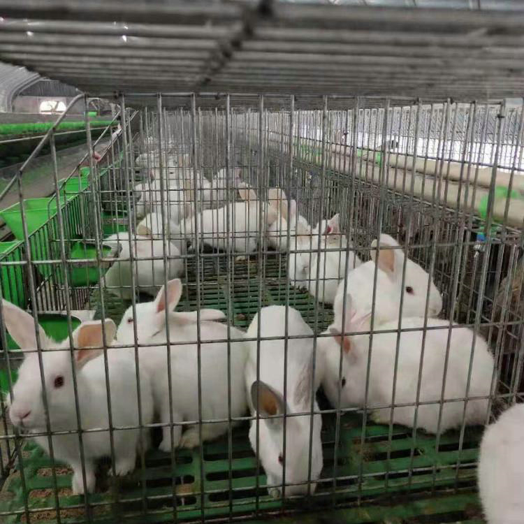 新手养兔子养兔子寻找销路肉兔养殖种兔价格