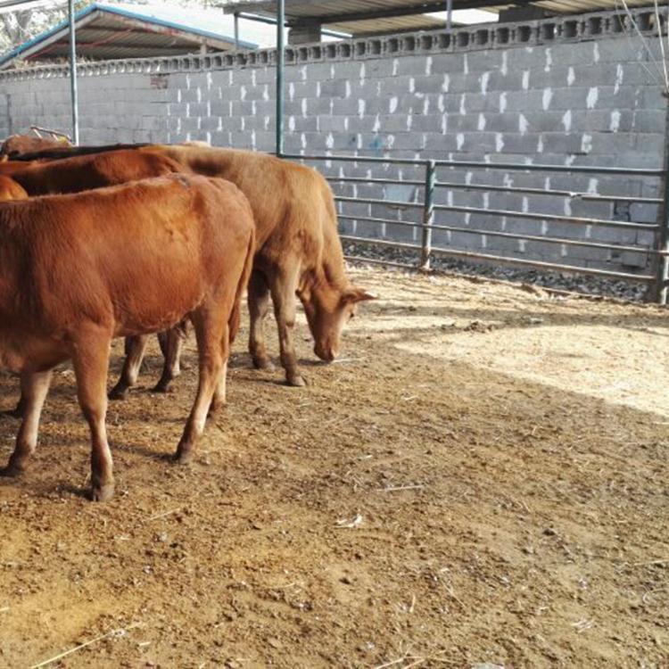 肉牛養殖黃牛價格魯西黃牛犢價格魯西黃牛肉牛犢價格