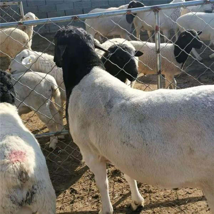 怀孕杜泊绵羊母羊供应杜泊绵羊价格养殖场杜泊供应价格