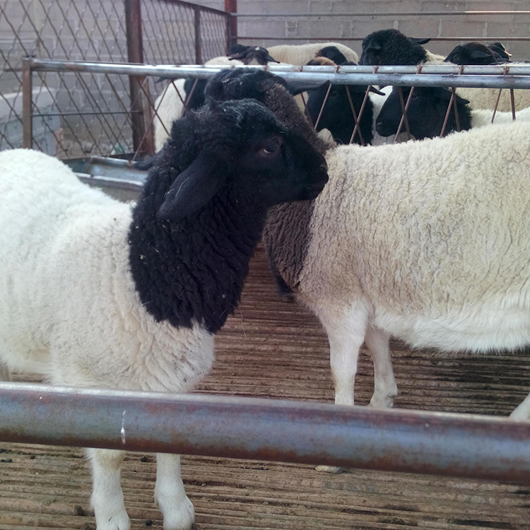 白头杜泊羊价格杜泊羊出售38个月杜泊绵羊