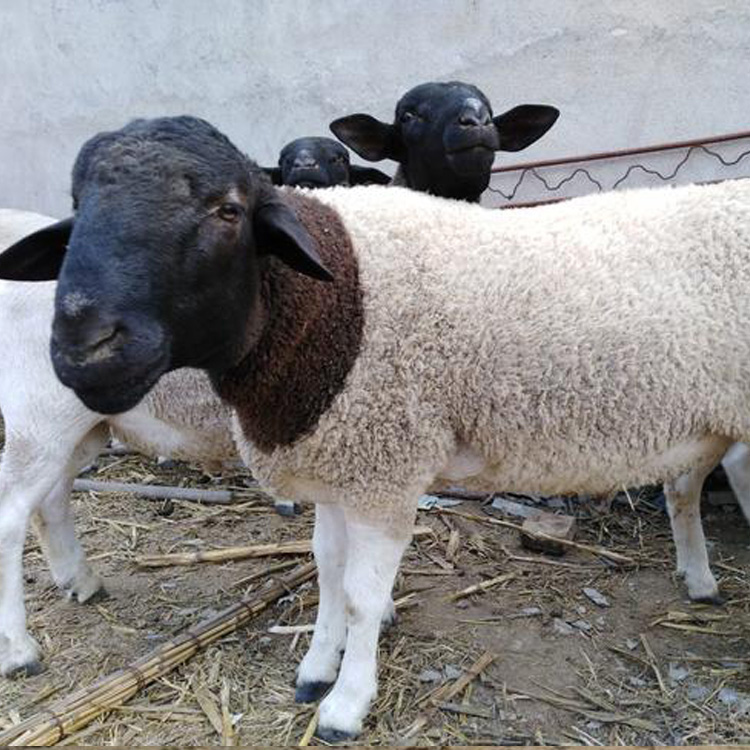 白头杜泊羊价格 杜泊绵羊活物出售 批发杜泊绵羊养殖基地