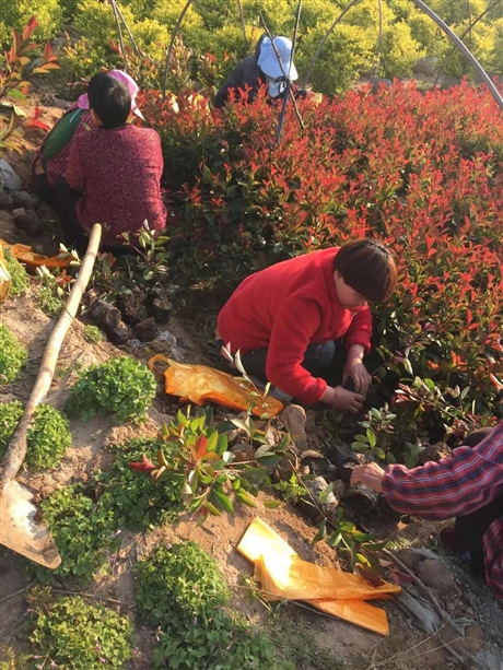 洛阳苗木基地红叶石楠批发苗木基地