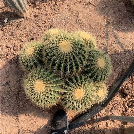 多頭金虎仙人球福建基地批發各種沙漠植物