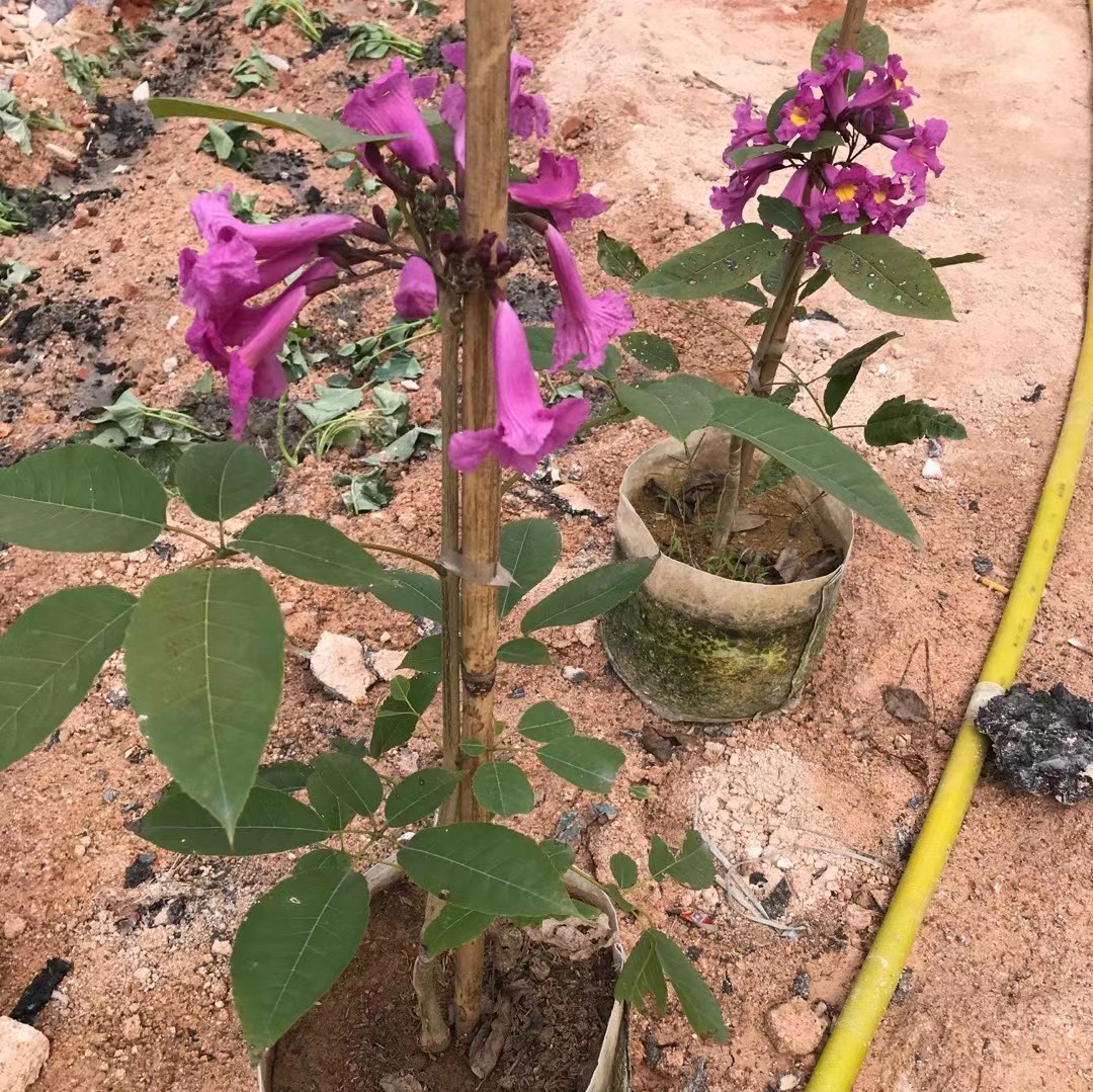 風鈴木苗價格風鈴木小苗報價紫花多花黃花洋紅