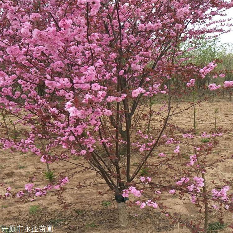 永益紅葉榆葉梅紅葉大華榆葉梅榆葉梅廠家供應