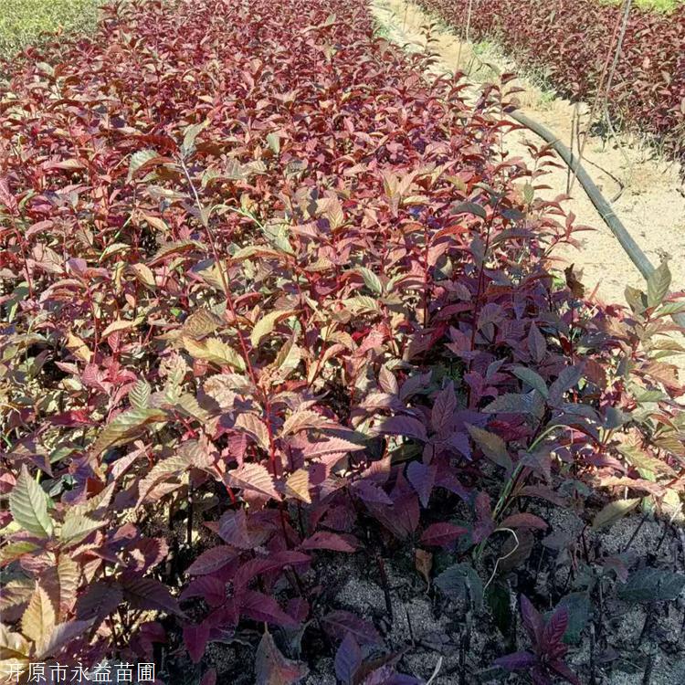 苗圃基地紅葉榆葉梅花色豔麗綠化供應榆葉梅價格