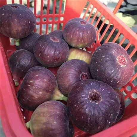 果王无花果苗批发基地量大优惠春夏秋冬