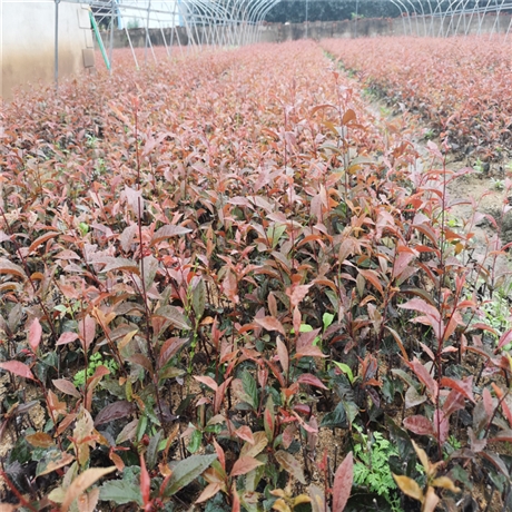 乡村绿化苗木重瓣榆叶梅服务放心可靠绿叶榆叶梅批发