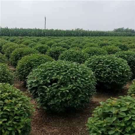 铁岭苗圃榆叶梅苗又叫小桃红绿叶榆叶梅批发