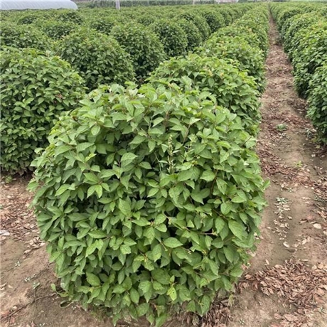 东北苗木地榆叶梅球可全国配送绿叶榆叶梅批发