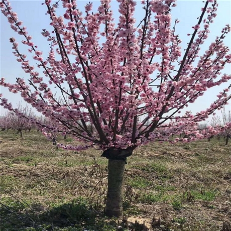 东北苗木地榆叶梅球可全国配送绿叶榆叶梅批发