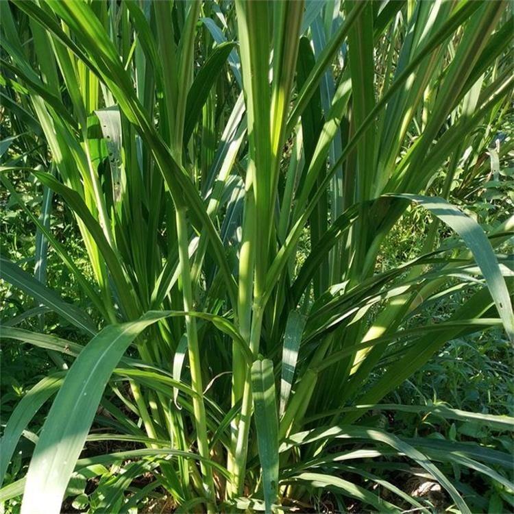 墨西哥玉米草是公认的夏季牧草中产量蕞高,适应性最