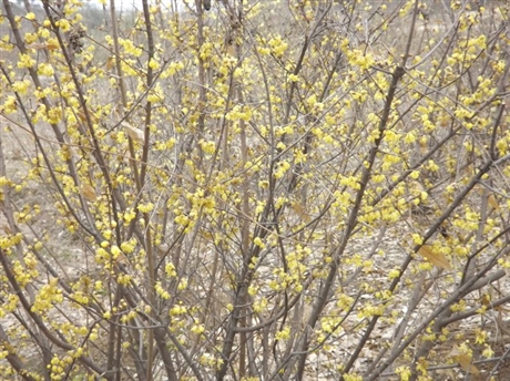 叢生臘梅種植基地叢生臘梅價格臘梅出售綠之林苗木基地