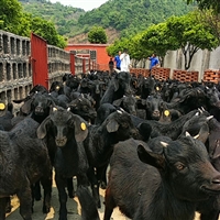 黑山羊养殖羊圈建设  黑山羊养殖，营造舒适环境效益高