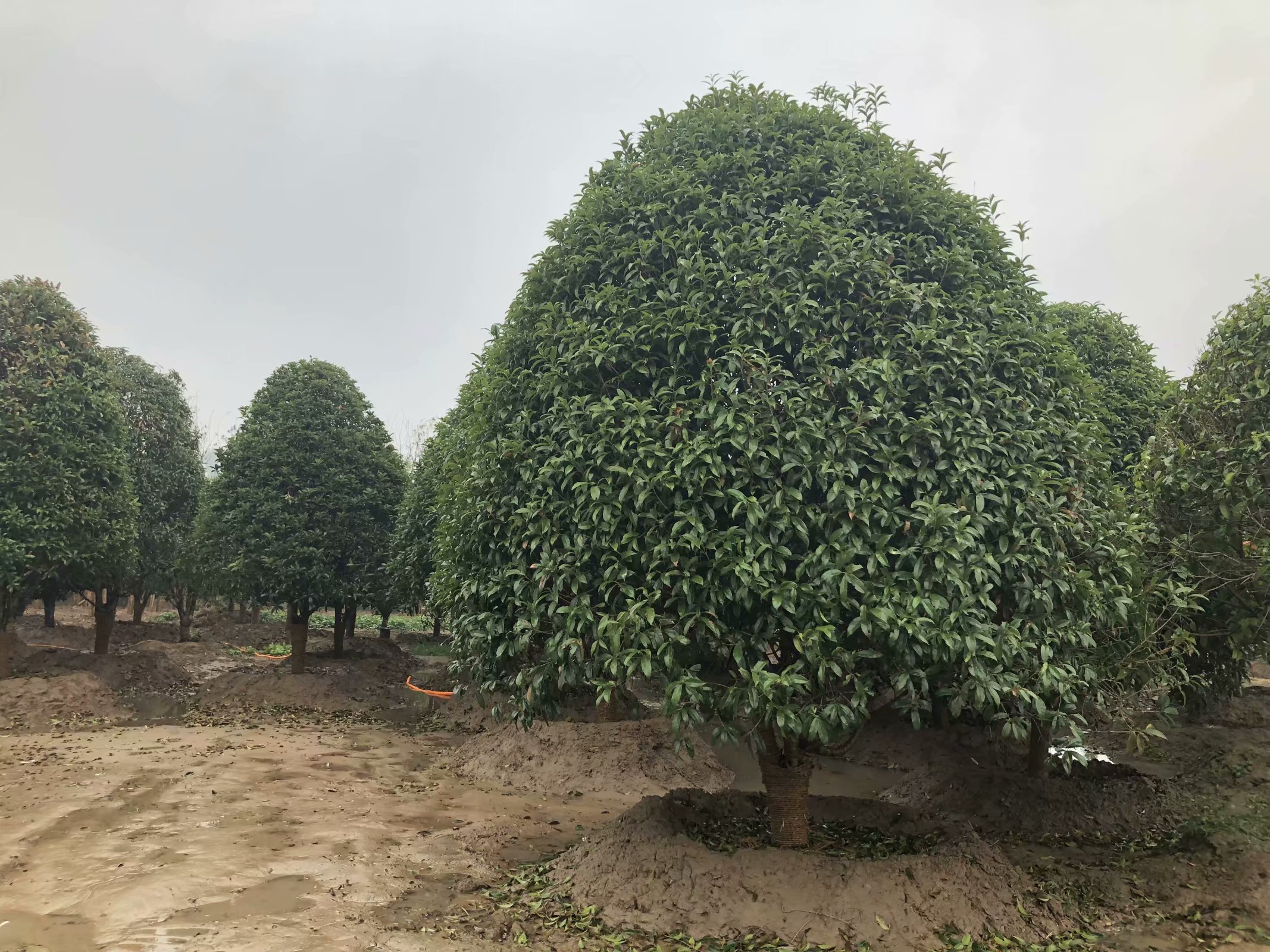 哪一種桂花樹是銀桂的話你這顆樹價值的話在400至1000左右的樣子金桂