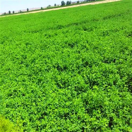 大量供應新上市苜蓿種子養牛養羊紫花苜蓿高產耐寒耐旱