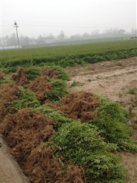 河南小葉女貞種植基地小葉女貞價格苗木批發