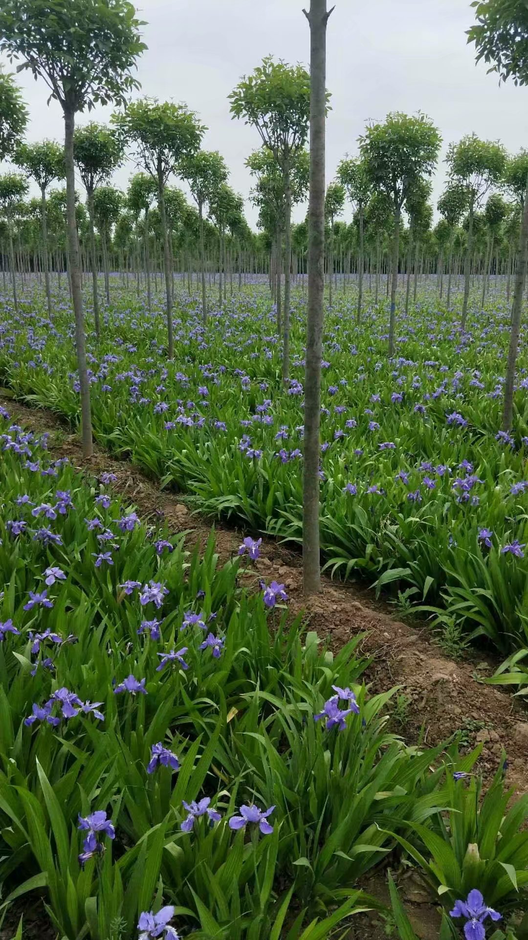 河南鸢尾苗圃批发鸢尾价格大型鸢尾种植批发基地