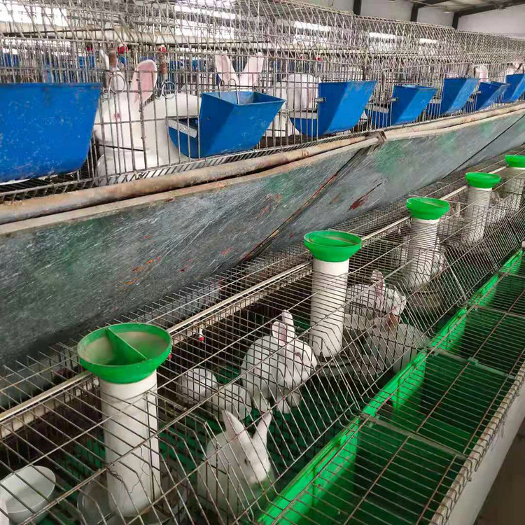 合作肉兔养殖项目 开办小规模样兔场 扶持养兔业