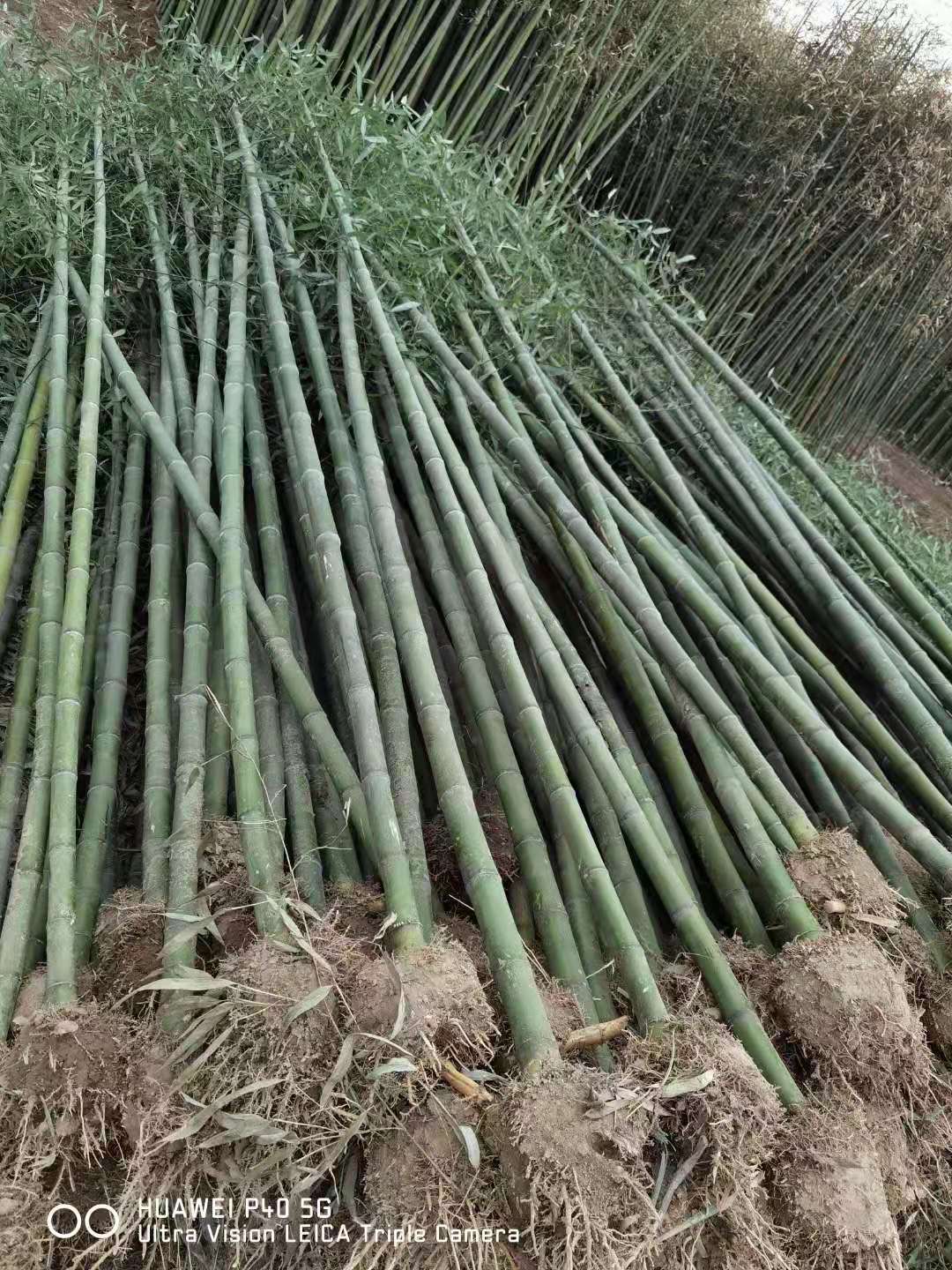3公分4公分5公分竹子