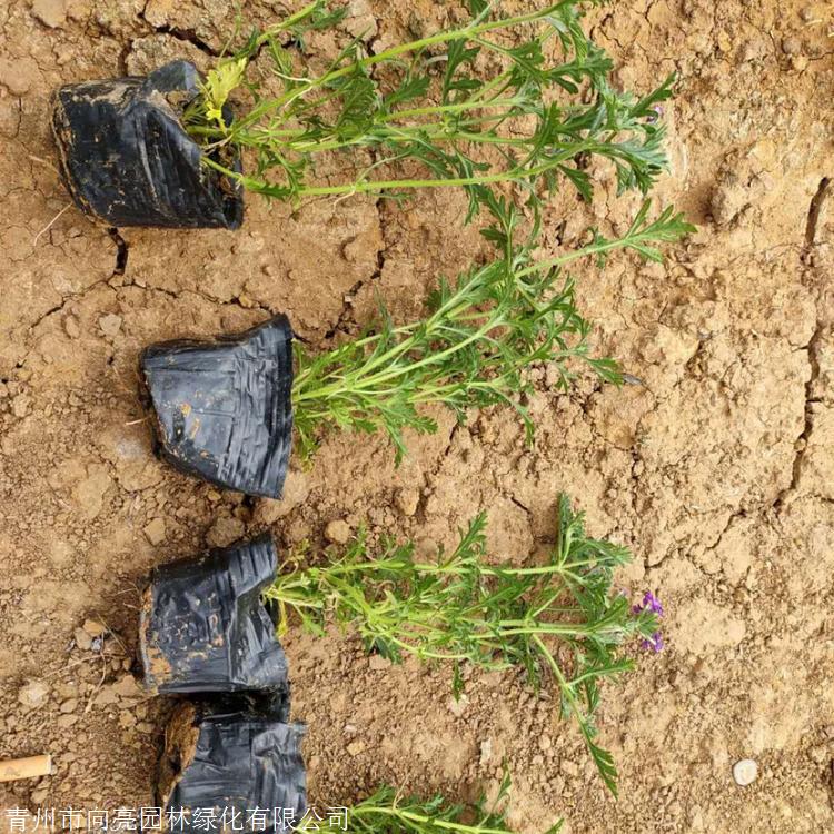 向亮苗木 美女樱 美女樱价格 多年生草本植物