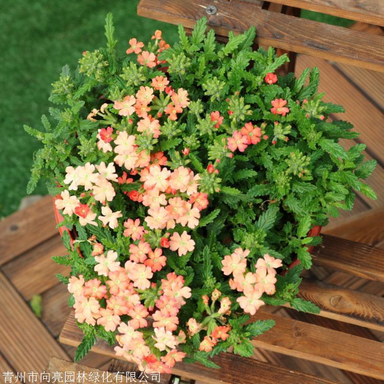 花海种植 美女樱 2021年出售草花 现挖现卖