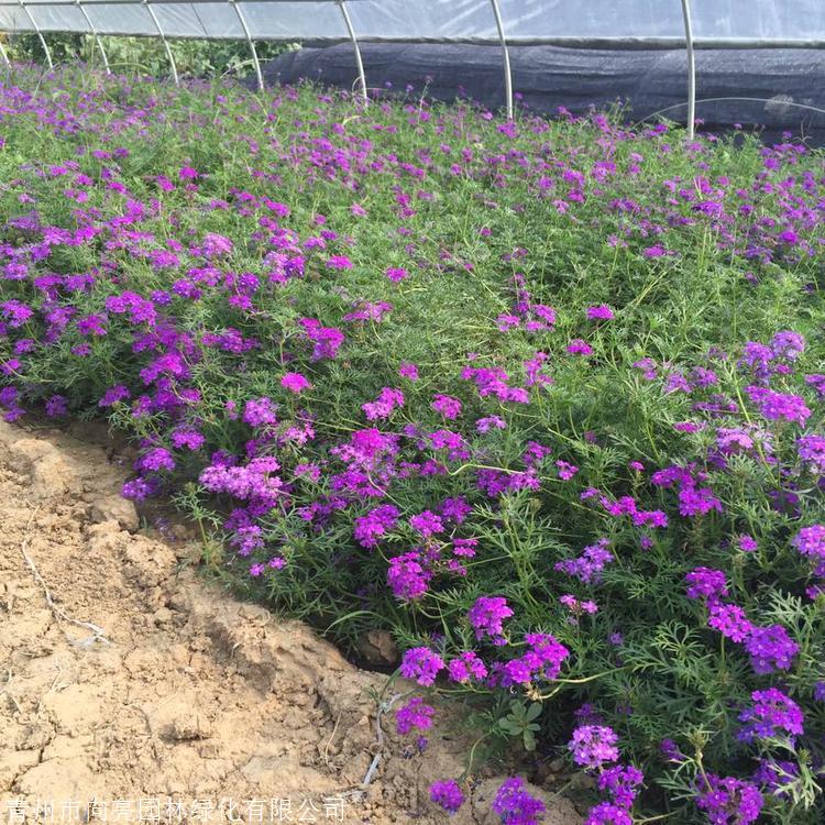 向亮苗木 宿根美女樱苗 铺地马鞭草 可全国配送