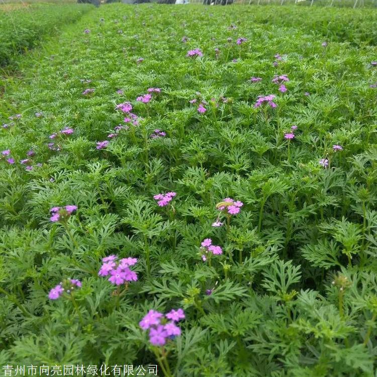 坡地绿植 宿根美女樱苗 2021年出售草花 时令草花批发