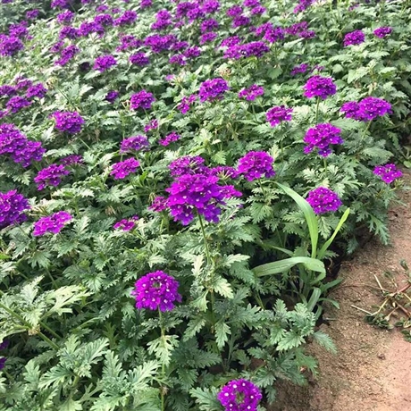 坡地绿植 美女樱盆苗 美女樱价格 农户批发