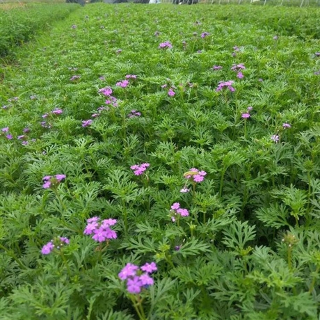 坡地绿植 宿根美女樱苗 2021年出售草花 时令草花批发