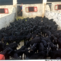 养殖山羊用什么饲料  黑山羊养殖，常使用的五类饲料