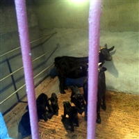 黑山羊的养殖技术和管理  农民养黑山羊，新生羔羊管理的四个细节