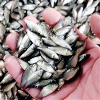 生态养殖淡水鲫鱼苗 放生鱼苗出售厂家 量大价优