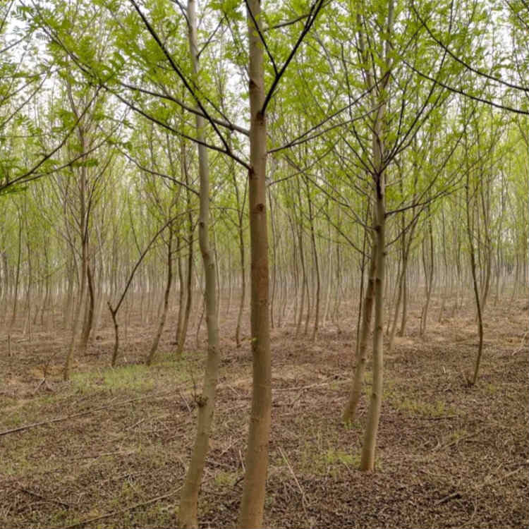 枫杨小苗枫杨树苗价格枫杨苗木基地批发
