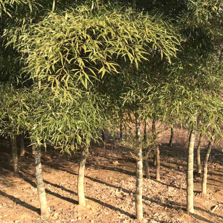 龟甲竹幼苗成竹批发庭院观赏龟甲竹价格