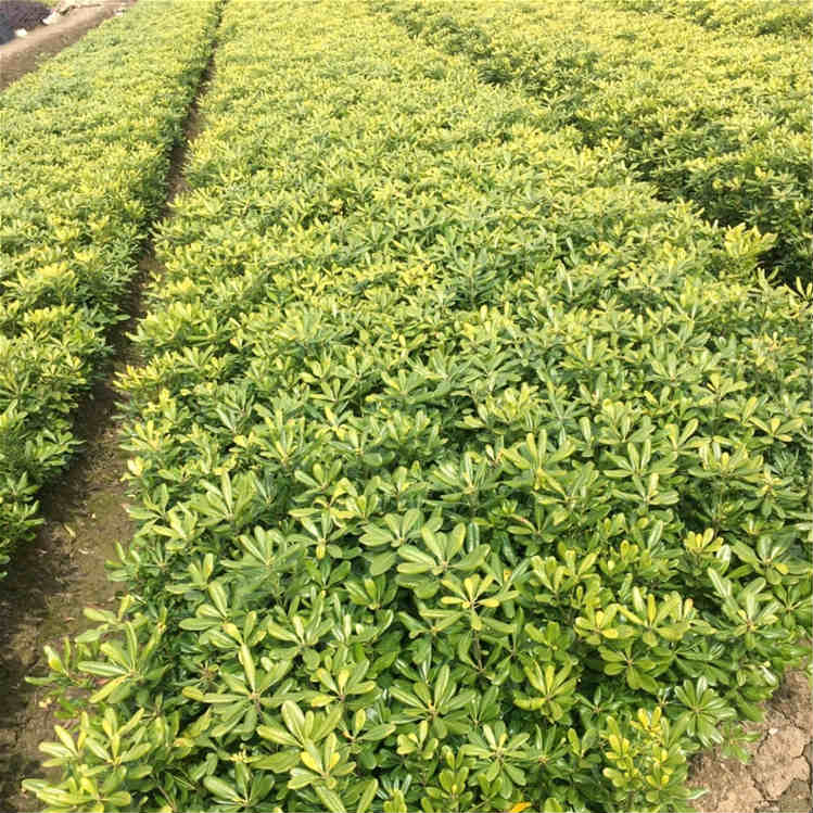 苗圃基地批发海桐苗 海桐小苗 海桐球 绿化工程苗木 量大价低