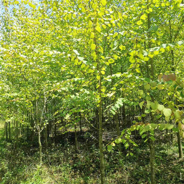 昊天园林连香苗木价格连香小苗培育基地批发