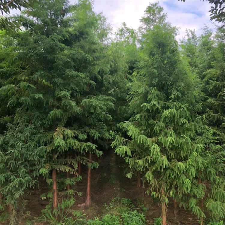 3公分落羽杉苗价格落羽杉小苗批发易成活